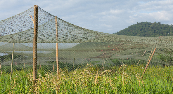 Aviaries