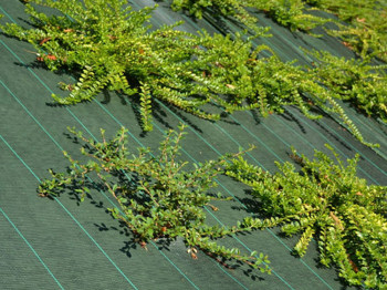 Crop cover  - Green  - 130gr/m² - Custom-made